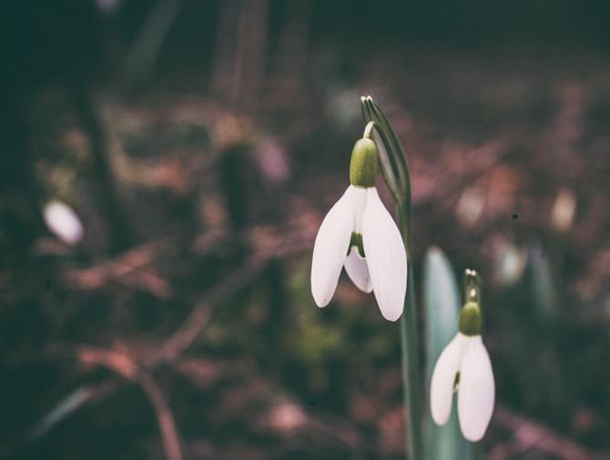 قالب چند منظوره